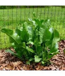 Fresh Organic Horseradish Plants Are Very Easy to Grow. We have Sold Hundreds and Hundreds of these Horseradish plants!...