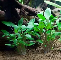 Cryptocoryne wendtii verte plante aquarium vendu en touffe cest une plante très résistante. Dautre part u n aquarium...