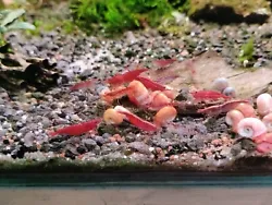 Lot de 12 Crevette aquarium néocaridina red cherry hq sol neutre, eau du robinet.