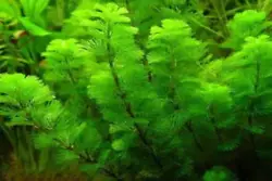 5 HYGROPHILA DIFFORMIS plante aquarium facile DEBUTANT (#260488571745) 1,99 EUR Afficher lobjet. echinodorus bleheri x...