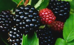 The flavor of the Himalayan Blackberry is what all other blackberries aspire to be like. The trick in picking them...