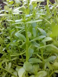 BACOPAS MONIERI. 1 LOT DE 3 bouquets de 10 brins de 15 cm. LETTRE SUIVIE 48/72H 👍. engrais liquide DENNERLE et CO2...