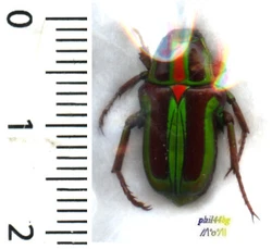 PYGORA LENOCINIA, red thorax variety (cetoniidae), Gory & Percheron 1835 – Madagascar. PYGORA LENOCINIA, variété au...
