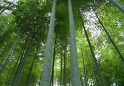 ( Phyllostachys edulis ). Moso Bamboo Seeds - Running Evergreen. Moso is a winter-hardy bamboo, and shoots are the most...