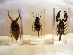 Lot de 3 insectes inclusion résine. 1 scorpion noir géant.