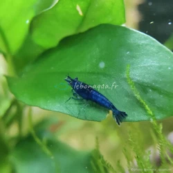 Taille maximum des crevettes : 1,8 à 2 cm. Les crevettes apprécient la mousse de Java. Nourriture : Granulés pour...