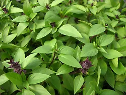(Horapha - Horapha Rau Que). Ocimum basilicum var. thyrsiflora / Ocimum basilicum thaï purple. Planté près des...