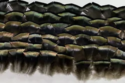 THESE BODY FEATHERS ARE GREAT FOR ARTS AND CRAFTS. PHOTO IS OF VERY SIMILAR FEATHERS YOU WILL RECEIVE.
