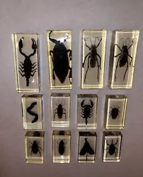 entomologie insectes Lot De 12 Insectes Résine Bon état