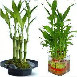 However, they are very sensitive to chlorine and other chemicals commonly found in tap water. Water your lucky bamboo...