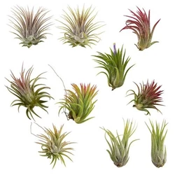 TILLANDSIA IONANTHA: Plants start green and when mature blush red and produce purple tubular flowers(See mature red...
