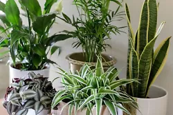 Live House Plants, Pick and choose from our current selection of House plants, mix and match. Mature Size: N/A (vining...