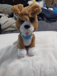 CUTE DOG WORKS GREAT FROM A GREAT HOME AWESOME PRICE