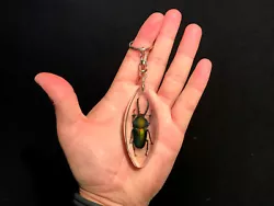 Trés joli porte clef avec véritable Lucane Lamprima adolphinae de + 45 mm A1 dIndonesie!