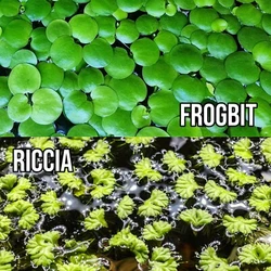 Floating Plant Combo - Amazon Frogbit + Salvinia Cucullata Velvet Water Spangles. Young plants will have green roots...