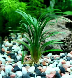 Je vous propose un plant d ophiopogon kyoto d une taille de 5/15cm environ suivant arrivage et de 10 feuilles minimun...