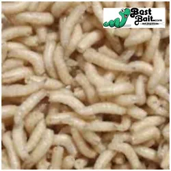 Magggots, Spikes Calliphora Vicina Maggots are the #1 Selling Ice Fishing Bait. They are great for pan fishing and...