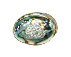 Abalone shell incense burner. These silvery and iridescent abalone shells are useful for burning cone or resin incense,...