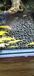Lot De 12 Jeunes Crevettes Jaune Yellow Pour Débutants Nano Aquarium.