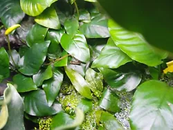 Lot de 2 anubia nana 4/6feuilles minimum plante aquarium facile tres robuste.