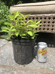 You will receive a well-rooted Gooseneck Loosestrife plant, growing in a 6” pot. Will be similar in size to the plant...