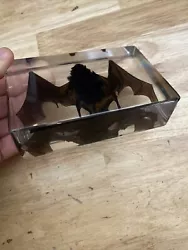 Just look at this impressive Vampire Bat Paperweight! Every bat is different! The average bat has a wingspan of nearly...