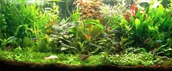 Je vous propose un lot de 200 plantes pour aquarium en 15 varietes minimum ou a convenir! 3 echinodorus avec racines...