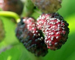 This fast growing tree is covered with large, heart-shaped leaves. Fruit is similar in size and shape to the...
