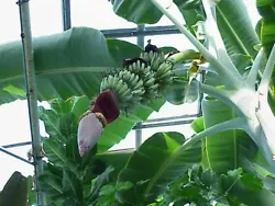 Musa acuminata - Grand Nain - Banana Tree. Grand Nain bananas (also spelled Grande Naine ) are banana cultivars ofMusa...