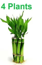 The feng shui lucky bamboo is considered lucky because of its peaceful vitality and strong growth. The Feng Shui Lucky...