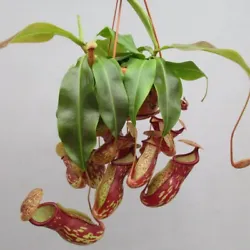 Nenepthes x Gaya is a hybrid of N. khasiana x (ventricosa x maxima) it needs bright light and room temperature. It is...