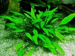 Je vous propose une touffe de cryptocoryne lucens de 7/10 feuilles minimum. 5 HYGROPHILA DIFFORMIS plante aquarium...