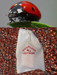 We take a random selection from all incoming ladybugs and screen them for any signs of infestation. THINK FRESH. hold...
