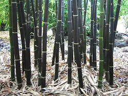 ( Phyllostachys nigra ). Transplant 4-6” sprouts to permanent spot 6” apart, when ground is warm. Protect during...