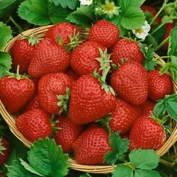 Seascape Everbearing strawberry plants produce large, well-colored, tasty strawberries - and lots of them! If a picture...