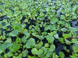 Live water hyacinth for your pond and aquarium. Rapid growing biofilter great to protect fish from the sun and...