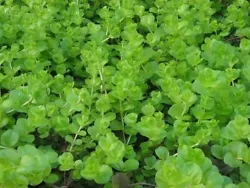 Lysimaque nummularia vert plante aquarium vendu par lot de 7 tiges de 10 a 15 centimètres. Dautre part u n aquarium...