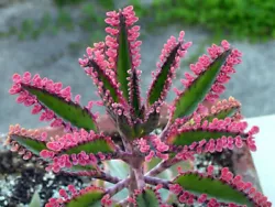 It produces copious quantities of tiny, pink, butterfly-like plantlets or bulbills along their leaf edges. It grows...