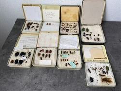 lot divers insectes scarabée guepe entomologie cabinet curiosité science. Bon état occasion Vendu dans boîte à...