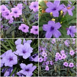 These plants will produce blooms in almost any type of soil, and are resistant to both drought and wet conditions as...