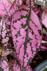 (In a rooting tube. Hypoestes phyllostachya) is an eye-catching little plant with brightly variegated leaves that stand...