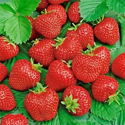 ALI BABA STRAWBERRY FRAGARIA VESCA. Ali baba does very well in shade being a direct descendant of wild strawberries....