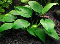 lot de 5 anubias nana - plantes aquarium résistantes.Provenant de mon aquarium personnel.