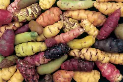 Oca - A staple food of the Andean peoples for centuries. All parts of this wonderful plant are edible. The thick...