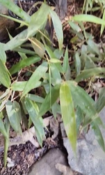 Phyllostachys nigra.
