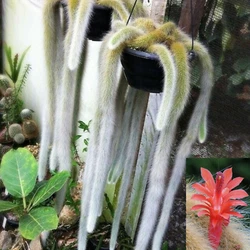 Soil : A well-draining organic soil mix or specially formulated cactus soil mix is ideal. Look for cactus mix at your...