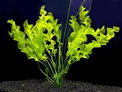 5 HYGROPHILA DIFFORMIS plante aquarium facile DEBUTANT (#260488571745) 1,99 EUR Afficher lobjet. je vous propose un...