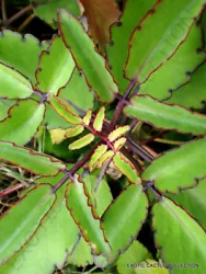 Synonym(s): Bryophyllum pinnatum. KALANCHOE PINNATA. NOTE: This is a very nice choice for a succulents gardens, this...