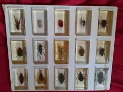Entomologie insectes Lot De 15 Insectes dans résine. Dim:4×7cm. Hauteur 2cm Tous en bel état général.