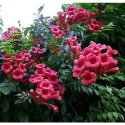 Height: 10 m x 5 m (33 ft x 16 ft). Foliage colour in autumn: yellow. Foliage colour: dark green. Flowers colour: red....